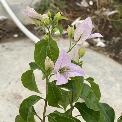 【冰山美人】浅茄三角梅小盆苗粉色花室内外阳台庭院盆栽攀援花卉图5