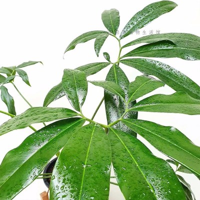 掌叶蔓绿绒印第安羽毛大叶伞室内办公室客厅好养绿植物盆栽北欧风图2
