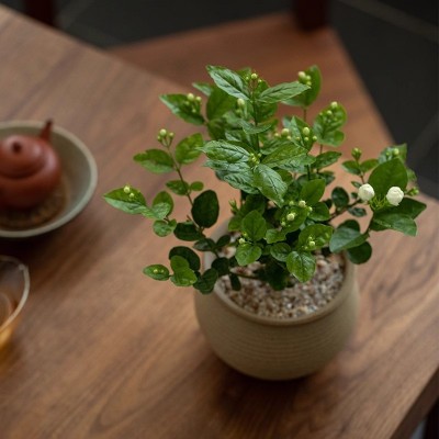 茉莉花盆栽重瓣开花浓香驱蚊四季常青植物室内办公室阳台好养花卉图3