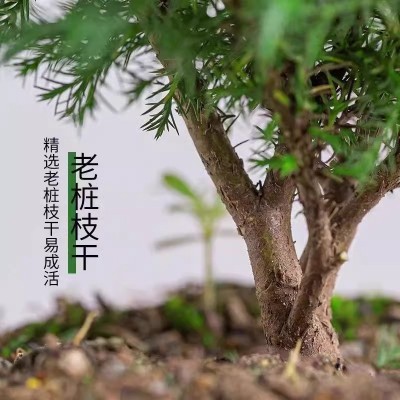 雾松盆栽盆景绿植花卉室内客厅室外办公室桌面四季常青微景观植物图3