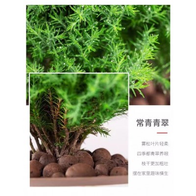雾松盆栽盆景绿植花卉室内客厅室外办公室桌面四季常青微景观植物图4