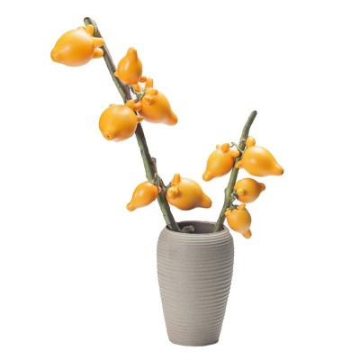五代同堂黄金果盆栽室内绿植桌面花卉盆景鲜切水培植物带果发货图5
