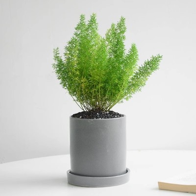 迷你圣诞树狐尾天门冬盆栽室内桌面绿植办公室花卉小盆景植物摆件图4