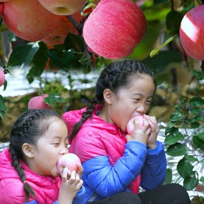 山东栖霞红富士苹果精品12粒单果190g 240g水果礼盒图2