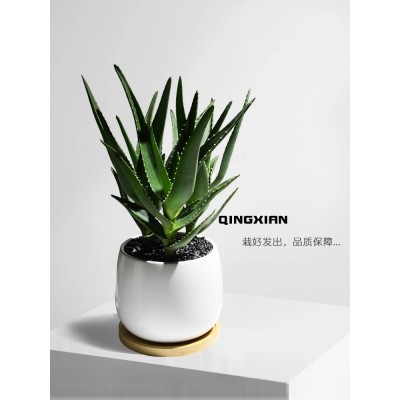 芦荟盆栽办公室防辐射植物阳台四季好养易活花卉创意多肉桌面绿植图2