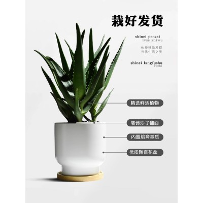 芦荟盆栽办公室防辐射植物阳台四季好养易活花卉创意多肉桌面绿植图4