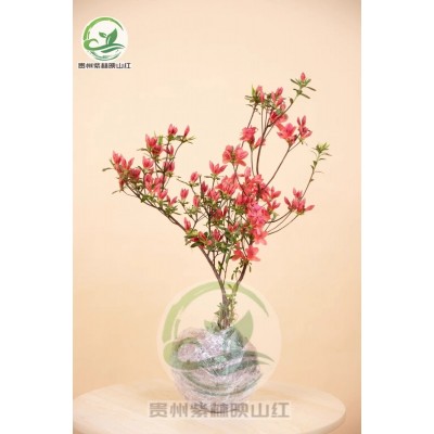绿植杜鹃花映山红植物微盆栽好养花卉客厅开花观花植物室内花盆景图2