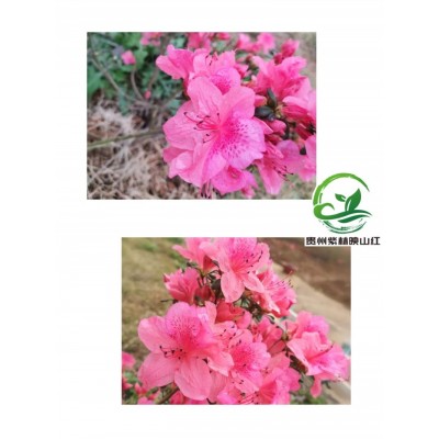 绿植杜鹃花映山红植物微盆栽好养花卉客厅开花观花植物室内花盆景图4