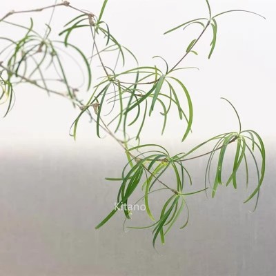 柳叶麒麟块根植物 大戟科群生多肉植物老桩盆栽 室内造景绿植花卉图2