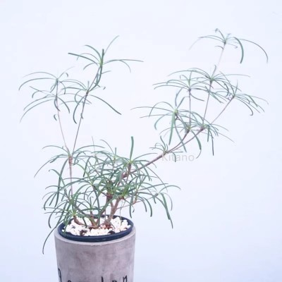 柳叶麒麟块根植物 大戟科群生多肉植物老桩盆栽 室内造景绿植花卉图3