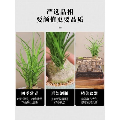 酒瓶兰花苗趣味植物盆栽室内花卉办公室桌面客厅小绿植好养易活图3