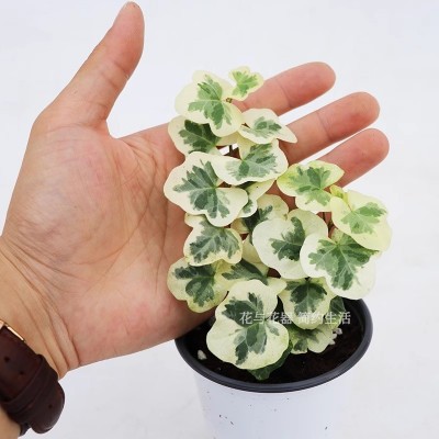 花与花器 雪萤 雪莹常春藤日本引进阳台庭院耐寒桌面绿植物盆栽图3