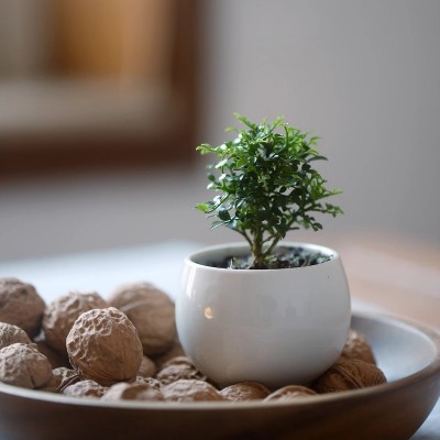 香氏 达摩九里香迷你小盆栽微型盆景带盆种好植物花卉好养的绿植图2