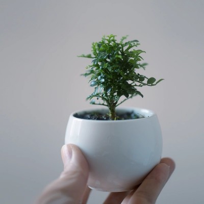 香氏 达摩九里香迷你小盆栽微型盆景带盆种好植物花卉好养的绿植图3