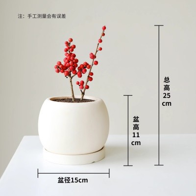 小森林 红果冬青盆栽室内绿植桌面摆件装饰观果好养送礼植物花卉图4
