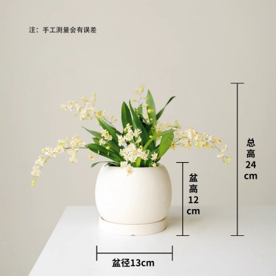 小森林 梦香兰文心兰盆栽带花苞 室内桌面装饰 懒人好养 送礼花卉图5
