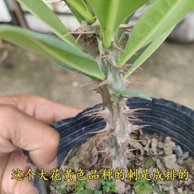 包成活黄色大叶大花虎刺梅盆栽铁海棠稀有品种耐旱耐暴晒四季花卉图4