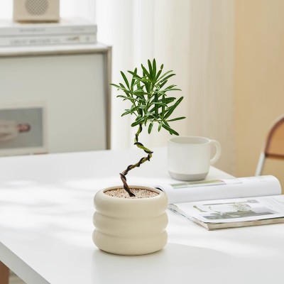 罗汉松盆景造型盆栽桌面绿植花卉办公室吸甲醛净化空气小老桩好养图2