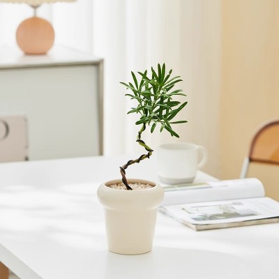 罗汉松盆景造型盆栽桌面绿植花卉办公室吸甲醛净化空气小老桩好养图4