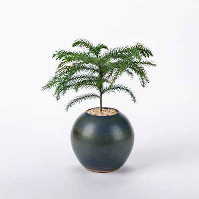 南洋杉盆栽四季耐旱耐寒花卉阳台办公室桌面易养植物净化空气绿植图5
