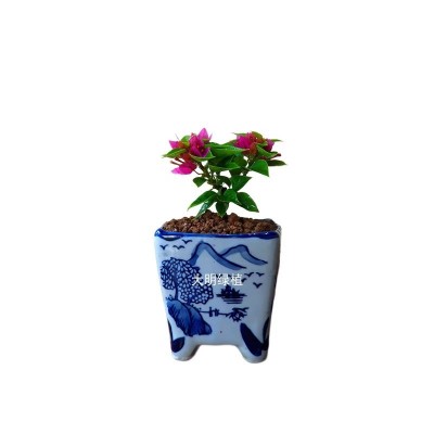 小叶八房三角梅迷你品种微型绿植盆栽阳台庭院窗台观赏花卉好养图5