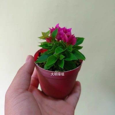 小叶八房三角梅迷你品种微型绿植盆栽阳台庭院窗台观赏花卉好养图4