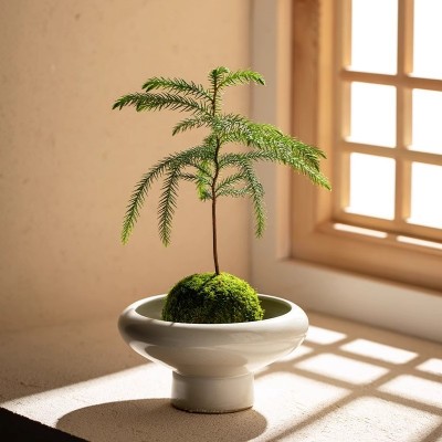 苔玉苔藓球盆栽客厅办公室书房好养微景观铁树吉利红净化空气花卉图2