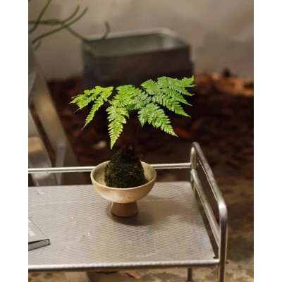 苔藓球苔玉球绿植盆栽办公桌面水培植物水养盆栽花卉净化空气盆景图5