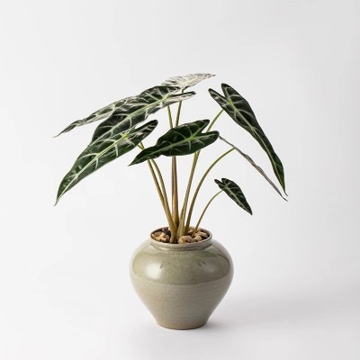 小仙女竹芋植物盆栽办公室内桌面净化空气花卉绿植易养黑叶观音莲图5