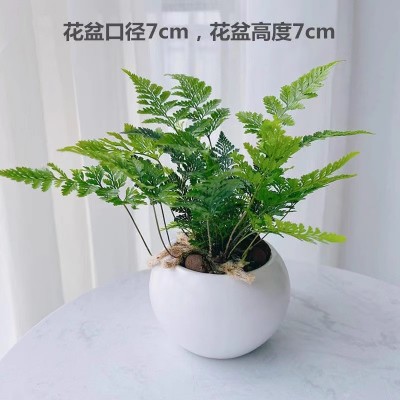 【狼尾蕨】特色办公室内玄关茶桌电脑桌面绿植花卉小盆栽净化空气图2