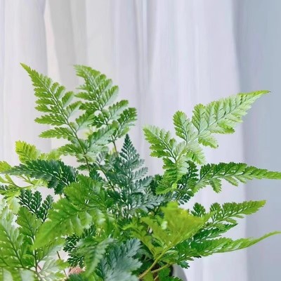 【狼尾蕨】特色办公室内玄关茶桌电脑桌面绿植花卉小盆栽净化空气图4