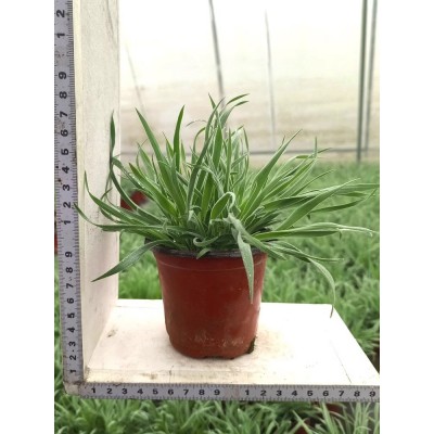 兔尾草盆栽苗 小兔子 耐寒花镜植物 阳台庭院花卉 美观易养易成活图2