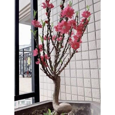 盆栽桃花树苗带花苞重瓣老桩寿星桃盆景室内外庭院南北方种植耐寒图5