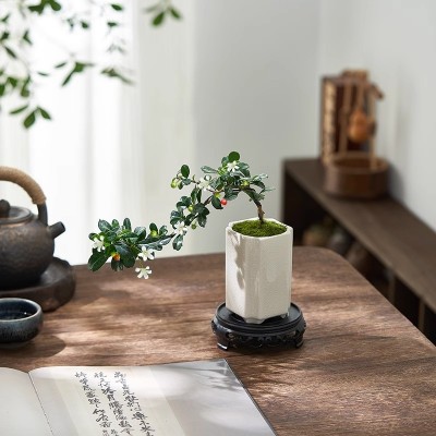 福建茶盆景造型老桩开花结果盆栽室内好养植物办公室桌面绿植花卉图3