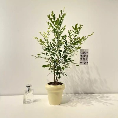 九里香盆栽苗办公室内桌面七里香绿植物千里眼好养四季开花卉图3