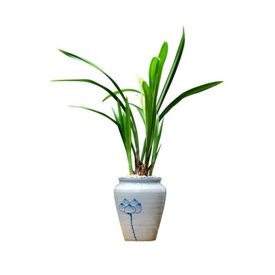 建兰青山玉泉名贵兰花苗盆栽带花苞四季室内花卉绿植盆栽春兰墨兰图5
