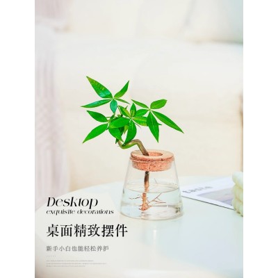 水培发财树水养绿植花卉室内植物花办公室桌面四季好养小盆栽摆件图4
