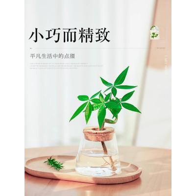 水培发财树水养绿植花卉室内植物花办公室桌面四季好养小盆栽摆件图3