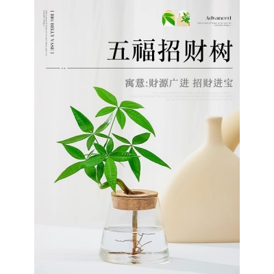 水培发财树水养绿植花卉室内植物花办公室桌面四季好养小盆栽摆件图5
