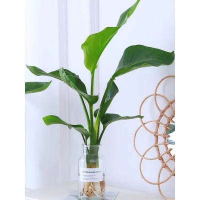 天堂鸟水培植物鹤望兰盆栽大型绿植室内花卉水养四季常青净化空气图3