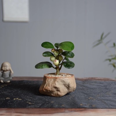 【不听凡尘事小盼菩提树】四季好养桌面绿植室内创意迷你盆栽植物图2