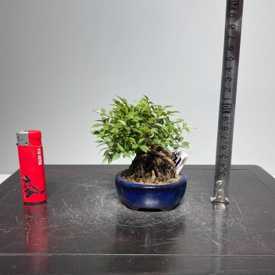 野蔷薇老桩藤本老桩盆景一物一拍室内外植物攀爬花卉四季好养包邮图2
