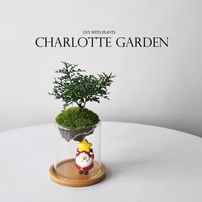 圣诞礼物 圣诞节礼物 九里香 苔藓微景观 室内绿植盆栽 创意礼物图4