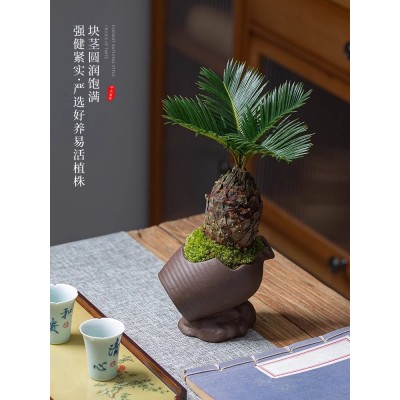 铁树盆栽植物室内好养花卉茶桌禅意绿植桌面迷你创意苏铁小盆景图2