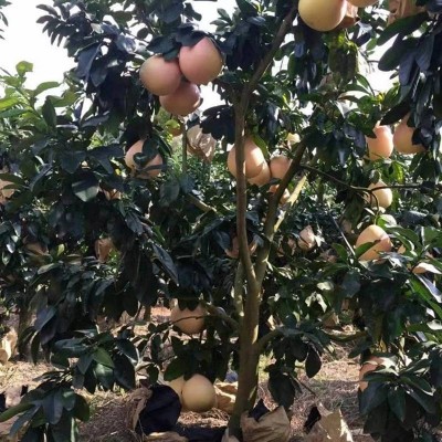 三红蜜柚2粒装约3kg/箱图5