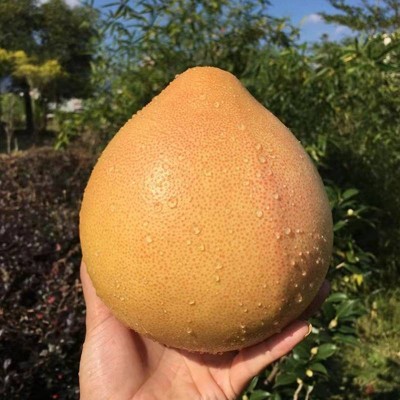三红蜜柚2粒装约3kg/箱图3
