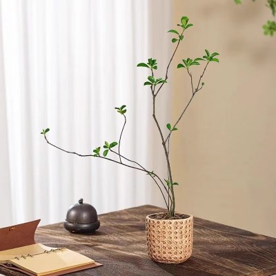 海岛春花绿植盆栽造型植物盆景室内装饰茶空间中古风庭院净化空气图3