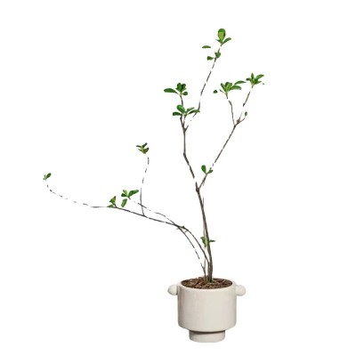 海岛春花绿植盆栽造型植物盆景室内装饰茶空间中古风庭院净化空气图5