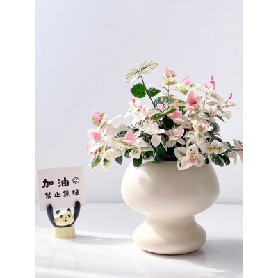 五彩花叶络盆栽黄金彩叶吊兰室内绿植办公室桌面趣味垂吊藤蔓植物图4