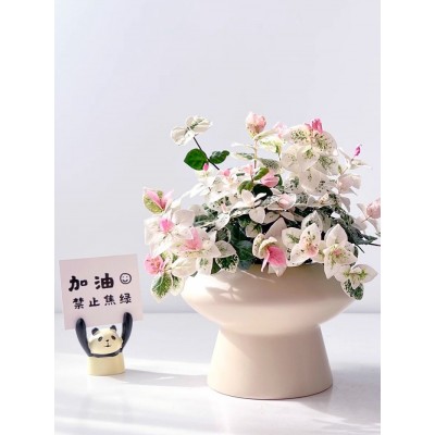 五彩花叶络盆栽黄金彩叶吊兰室内绿植办公室桌面趣味垂吊藤蔓植物图3